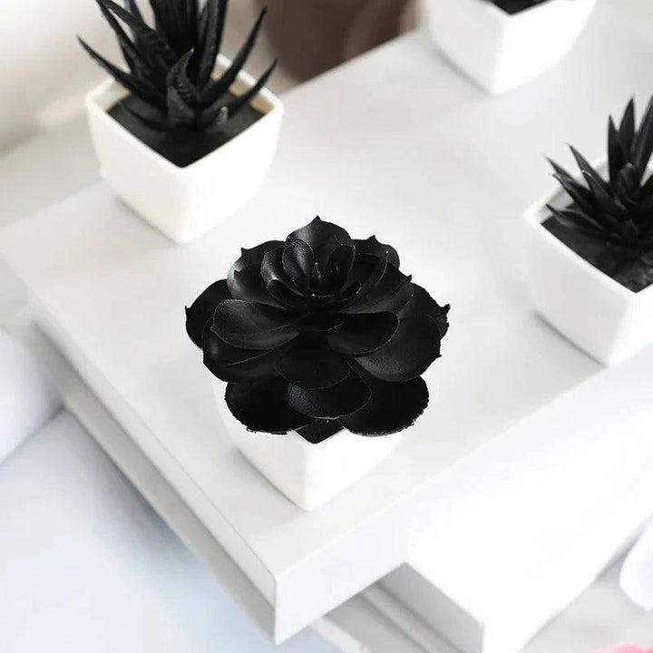 Onyx Succulent Plant - Saint Drako