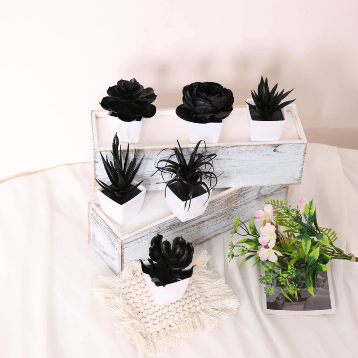 Onyx Succulent Plant - Saint Drako