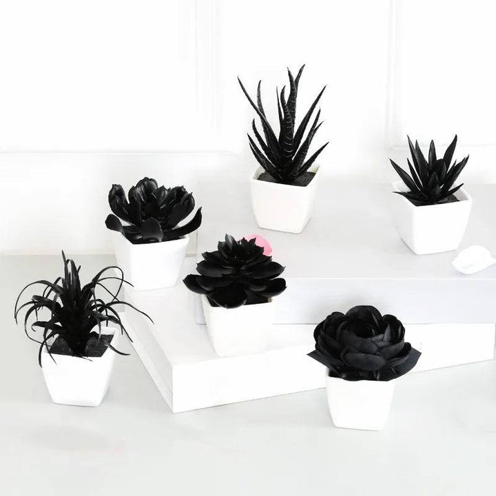 Onyx Succulent Plant - Saint Drako