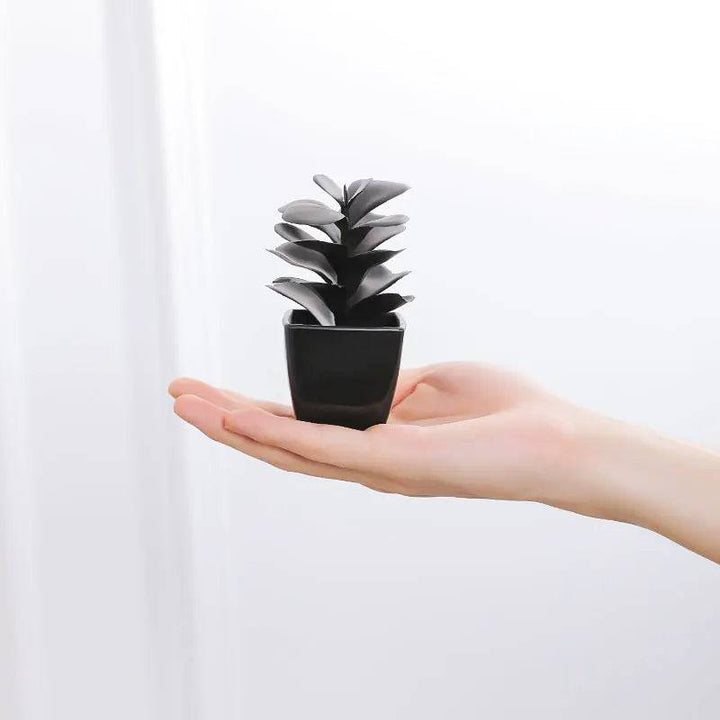 Onyx Succulent Plant - Saint Drako