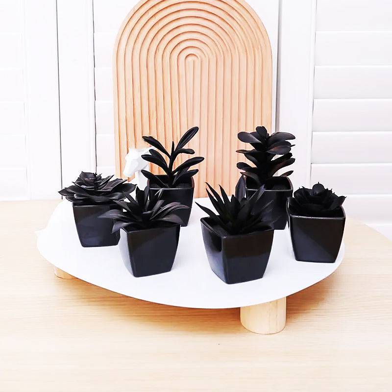 Onyx Succulent Plant - Saint Drako